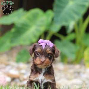 Bon Bon, Yorkie Poo Puppy